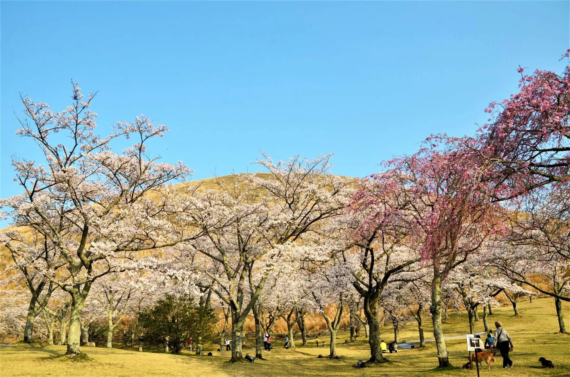 🌸 벚꽃 마을(사쿠라노사토) 이미지 3